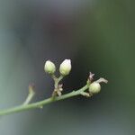 Sorindeia juglandifolia Floro