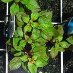 Ludwigia palustris Habit