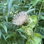 Cirsium oleraceumFlower