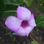 Cryptostegia madagascariensis Flower