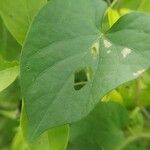 Ipomoea lacunosa Blatt