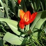 Tulipa agenensis Kvet