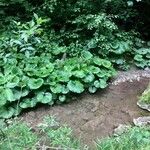 Petasites paradoxus Συνήθη χαρακτηριστικά