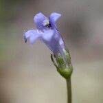 Solenopsis laurentia 花