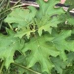 Solanum torvum List