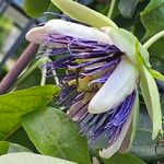 Passiflora quadrangularis Fiore