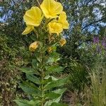 Oenothera glazioviana Hábito