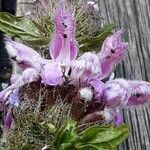 Phlomoides tuberosa 花