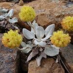 Eriogonum alpinum Hábito