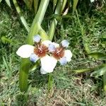 Neomarica gracilis Kwiat
