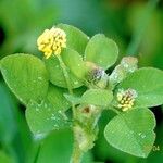 Medicago lupulina (Blatt)