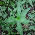 Persicaria hydropiper Leaf