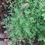 Galium verrucosum Blad