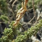 Adenocarpus viscosus Fruit