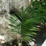 Ravenea rivularis 叶