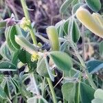 Crotalaria verdcourtii Lehti