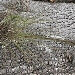 Tillandsia festucoides Fuelha