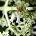 Palicourea luxurians Flor
