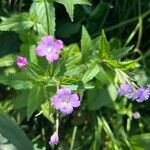 Epilobium alpestre Blodyn