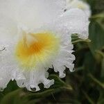 Sobralia chrysostoma 花