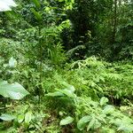 Bobgunnia fistuloides Hábito