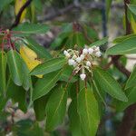 Arbutus xalapensis Flor