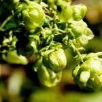 Humulus lupulusÕis