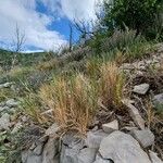 Brachypodium retusum Habitatea