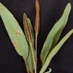 Elaphoglossum hybridum Leaf