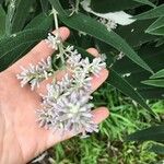Buddleja salviifolia 花