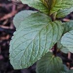 Mentha × piperita Hoja