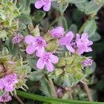 Thymus praecoxFlor