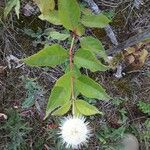 Cephalanthus occidentalis Цветок
