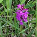 Dactylorhiza traunsteineri Kwiat
