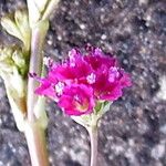Boerhavia diffusa Floare