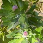 Leucospermum cordifolium മറ്റ്