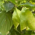 Staphylea trifolia Fruit