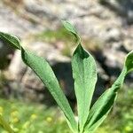 Trifolium alpinum Leht