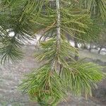 Pinus cembroides 葉