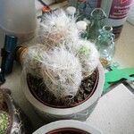 Oreocereus trollii Yaprak