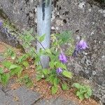 Campanula rapunculoides Habit