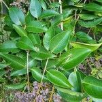 Ligustrum japonicum Leaf