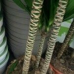 Dracaena fragrans چھال