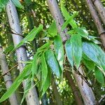 Phyllostachys aurea Leaf