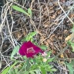 Callirhoe digitata Flower