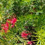 Grevillea juniperina ഇല