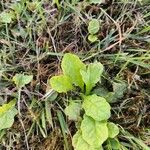 Ajuga reptansFoglia