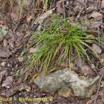 Carex distachya Habit