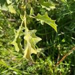 Datura ferox Lehti