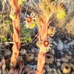 Sempervivum calcareumFlower